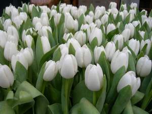 Амстердам - Белые тюльпаны,жёлтые тюльпаны ~