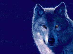 блатняк - Одинокий волк