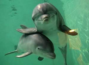Dolphin (Дельфин) - Love People (Я Люблю Людей)