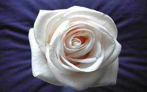 Emin - Dead Roses (Лепестки опавших роз)