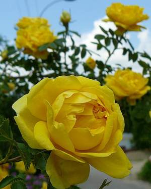Фристайл - Желтые розы (минус)