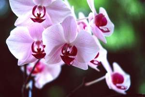 И все о той весне - Орхидея