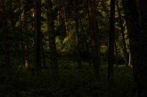 Аида Ведищева - Лесной олень
