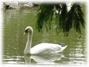 Лесоповал - Ах белый лебедь на пруду