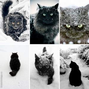 Миансарова Тамара - Жил да был черный кот за углом