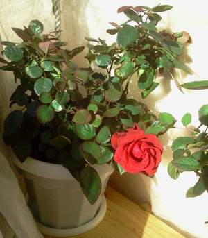 Александр Дюмин - Роза прекрасна, роза нежна