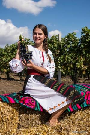 Там смуглянка-молдаванка - собирает виноград