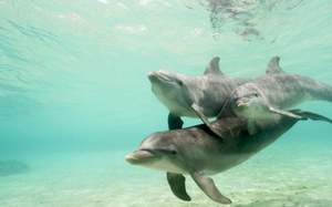 Живые дельфины (Мертвые Дельфины) - Скука