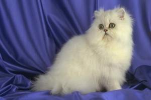 Зомб - Дворовый кот и белая киса