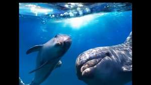 18 Звуки природы - Песня дельфинов  музыка