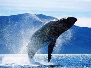 Бабушка - Огромный синий кит