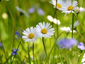 Белый День - Ромашка-ромашка, цветок полевой