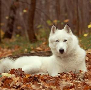 Белый Орел - Одинокая волчица (ты не одинока ЛЮБОВЬ моя )