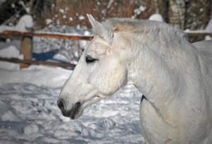 Три белых коня - декабрь, январь и февраль