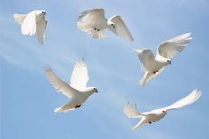 Gomer - Белые голуби улетали в небо