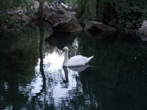 Илья Ефимов - Белый лебедь на пруду