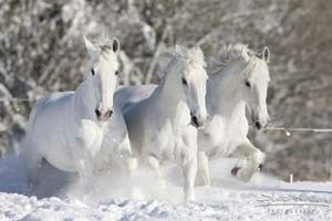 из к/ф Чародеи - Три белых коня 3