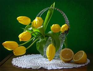 Яникс - Желтые тюльпаны