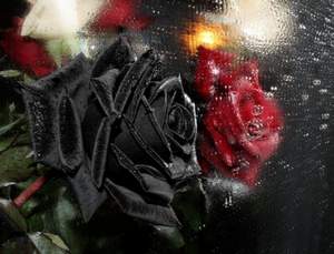 Лайма Вайкуле - Черная роза