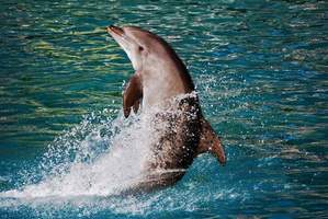 маме на юбилей - Все дельфины в ураган уплывают в океан