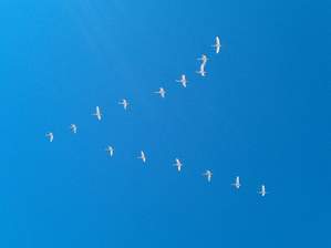 Mr.Kredo - Стая белых лебедей летят на Юг
