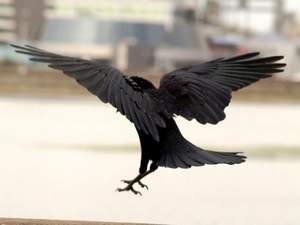 Птаха - Чёрный Ворон