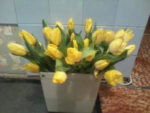 вестники разлуки - желтые тюльпаны